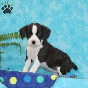 Bubbles, Boston Terrier Mix Puppy
